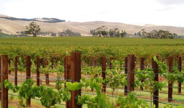 Barossa Valley Australia Wineries