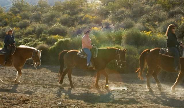 Ponderosa Stables - Header