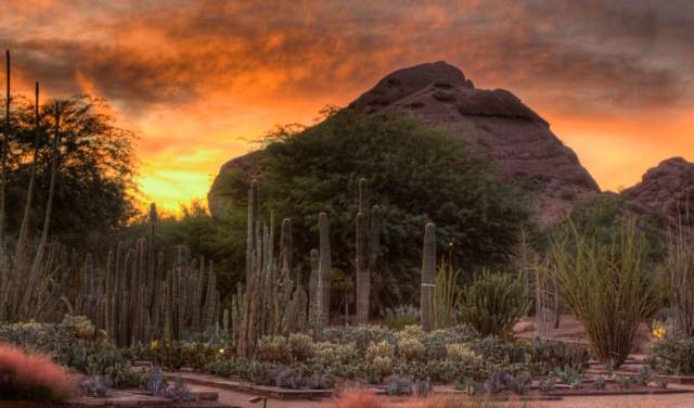 Sunset At Desert Botanical Garden