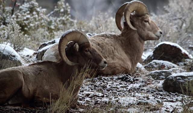 10 Places to Spot Wyoming Wildlife