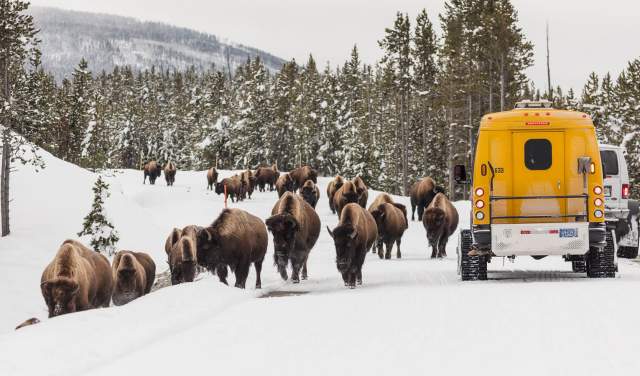 Your Winter Guide to Yellowstone National Park