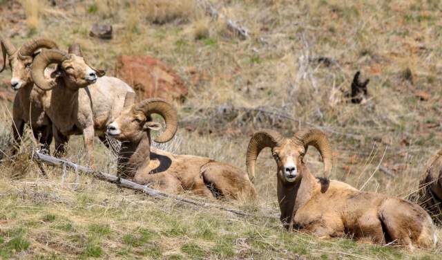 6 Things You Never Knew About Bighorn Sheep