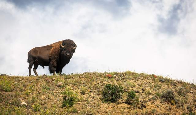 Wyoming Wildlife Safety Tips