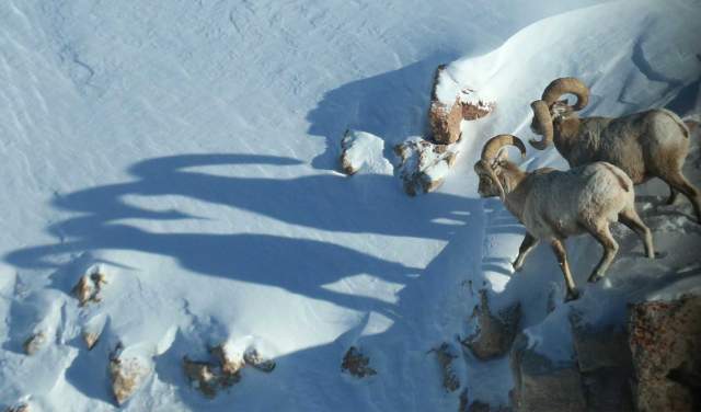 Where to Spot Winter Wildlife in Wyoming