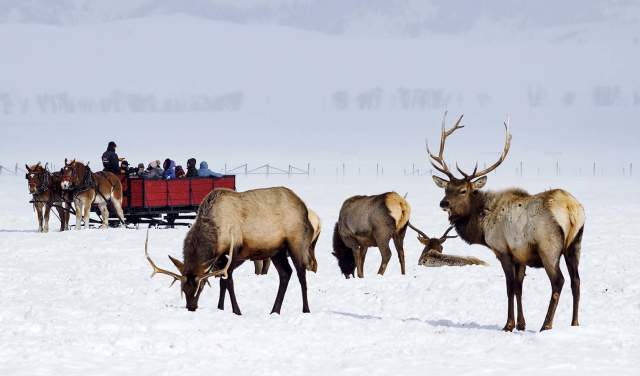 5 Reasons Why You Should Take a Wyoming Winter Vacation
