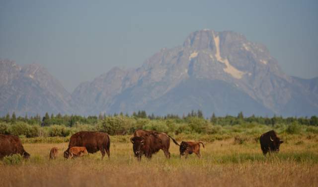 Wyoming Wildlife Safety Tips