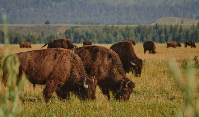 Wyoming Wildlife Viewing: A Guide to Prime Viewing Locations