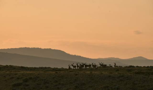 10 Best Places to Spot Wildlife in Wyoming