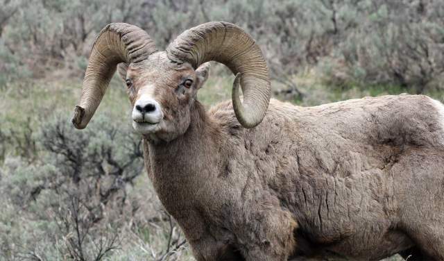 10 Places to Spot Wyoming Wildlife