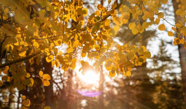 Crimson and Gold: 9 Unmissable Wyoming Locations for Fall Colors