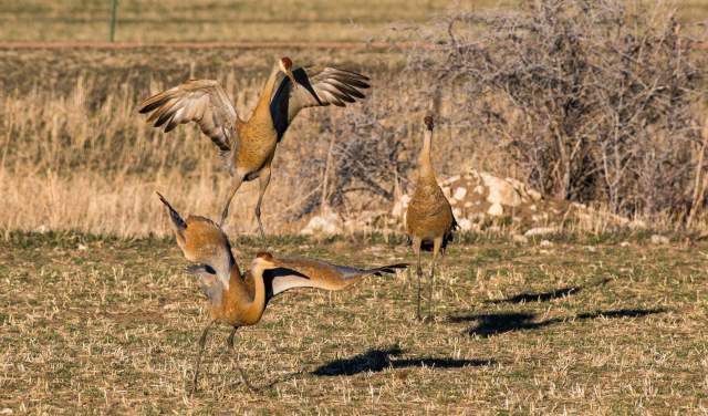 Wyoming’s Best Birding Spots