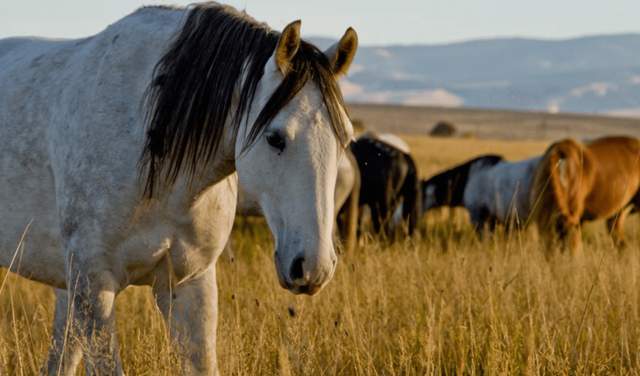 Homegrown Inspiration: How Wyoming Shapes Its Artists and Authors