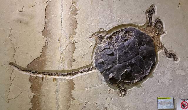 18 of the Best Places in Wyoming to Explore Fossils