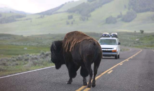 8 Ways to Experience Yellowstone this Summer