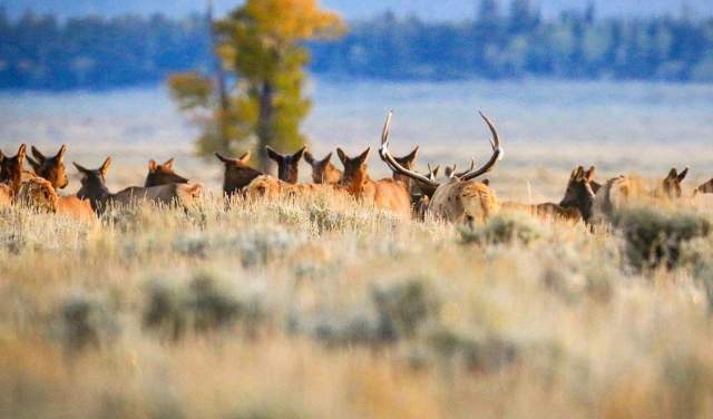 Wildlife Migrations: Where to Find Wyoming Wildlife on the Move