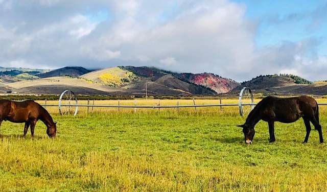 20 Things to Do in Wyoming’s Star Valley: From Wildlife to Wildflowers