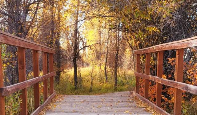15 Ways to See Fall Colors in Wyoming