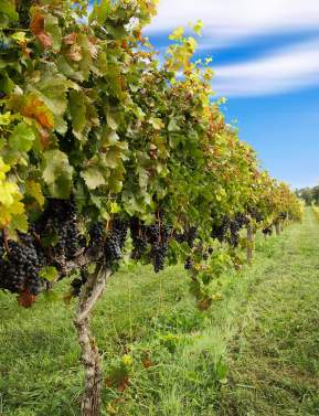 Tasting in the Vines