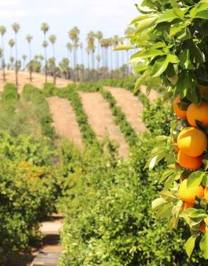 Riverside County: Your Next Roadtrip Destination