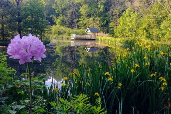 A photo of a purple flower with background scenery of a lake