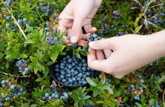 Cook County's Blueberry Bucket List