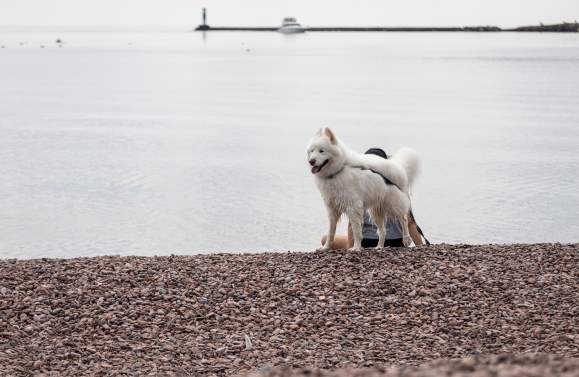 Make a Splash: 5 Swimming Adventures to Enjoy With Your Dog in Cook County