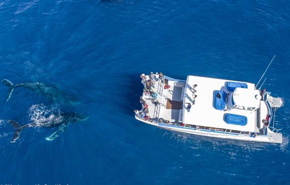 Dana Wharf Sportfishing and Whale Watching