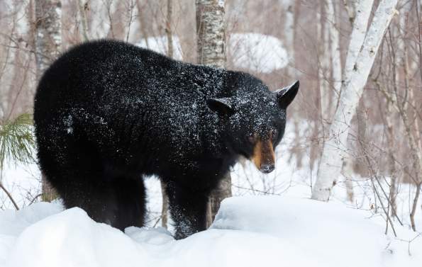 Black bear in snow