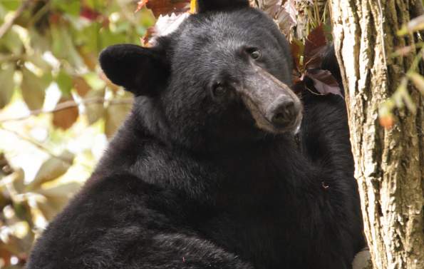 Black bear smokies