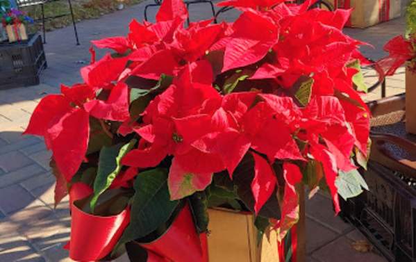 Raby's Florist & Greenhouses