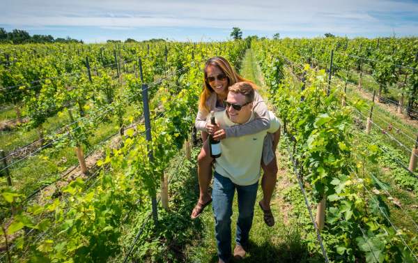 BV Vineyard