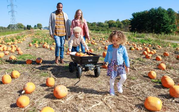 Highland Pumpkins