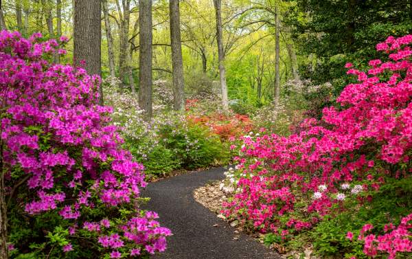 Jenkins Arboretum and Gardens