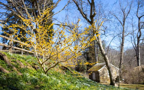 Tyler Arboretum