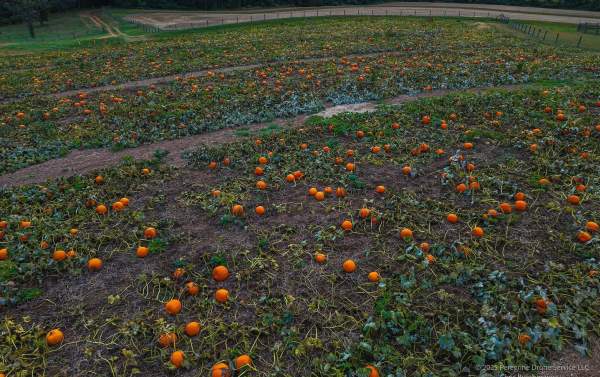 Lytle's Farm Market