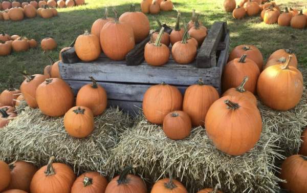 Barnard's Orchard & Farm