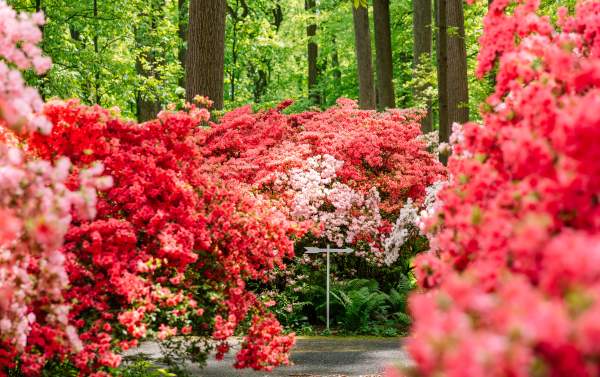 Winterthur Azaleas