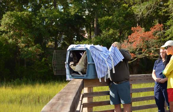 Lifeguard Rescues Osprey in Distress