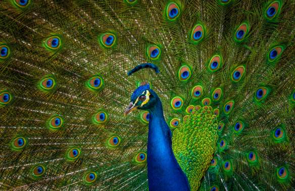 peacock