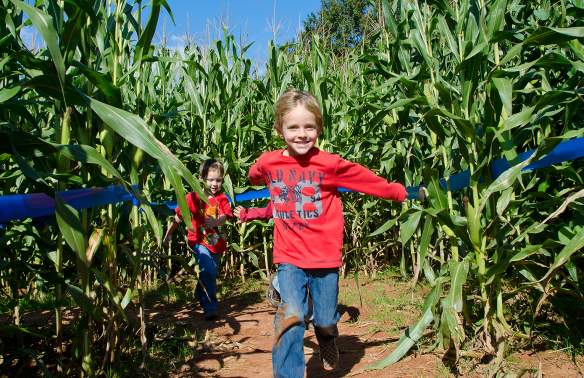 Kids playing in a corn maze