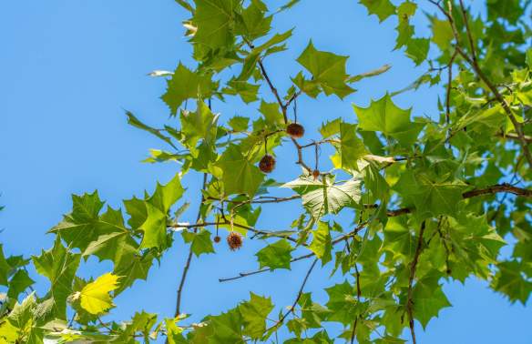 Leaf and Learn