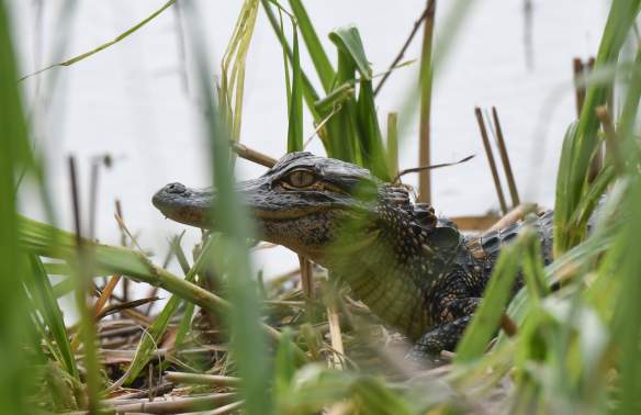Gator Tales