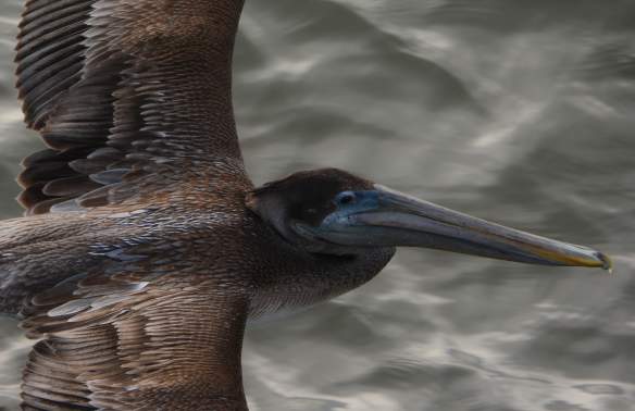 Bird Photography