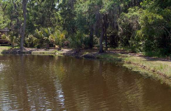 Wee Wild Ones: Pond Ponderers