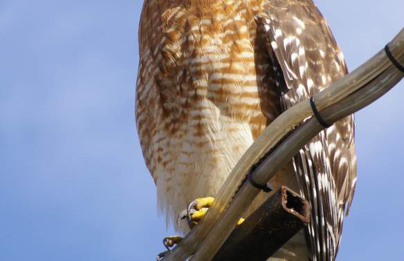Let's Talk Hawks!