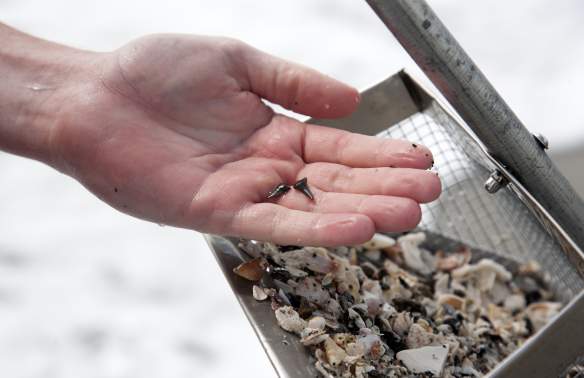 Shark Tooth Sleuthing