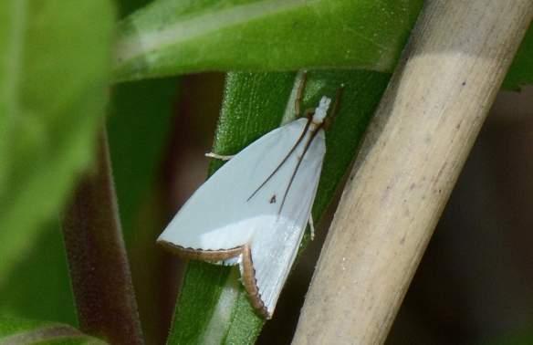 Mystical Moths
