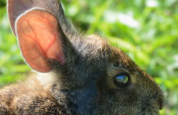 Homeschool in the Parks: Animal Trackers