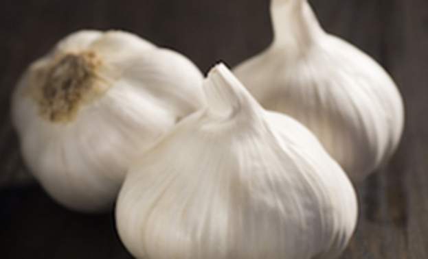garlic