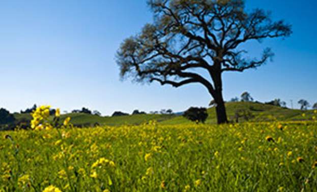 Oak Tree